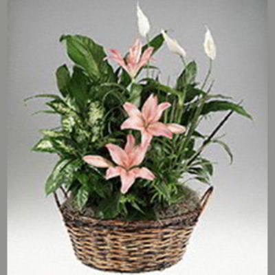 Parsippany Florist | Lily Garden