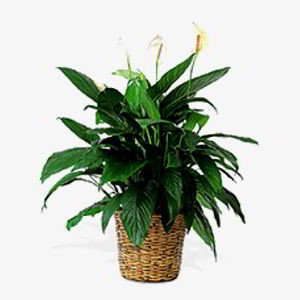 Parsippany Florist | Peace Lily