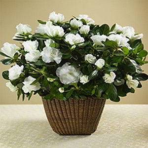 Parsippany Florist | White Azalea