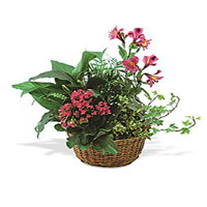 Parsippany Florist | Kalanchoe Basket