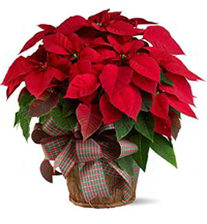 Parsippany Florist | Large Red Poinsettia