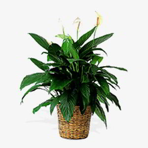 Parsippany Florist | Peace Lily