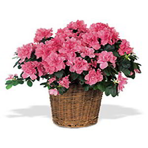 Parsippany Florist | Pink Azalea