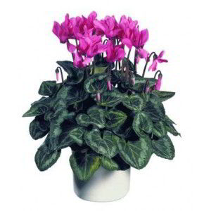 Parsippany Florist | Cyclamen